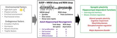 Modulation of Adult Hippocampal Neurogenesis by Sleep: Impact on Mental Health